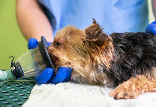 Providing Relief: How Affordable Best Oxygen Concentrators Can Help Your Pet Breathe Easier